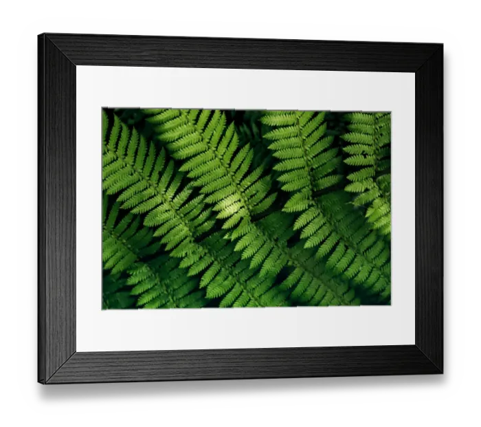 Framed Print : Fern tree leaves pattern Framed Print : Fern tree leaves pattern