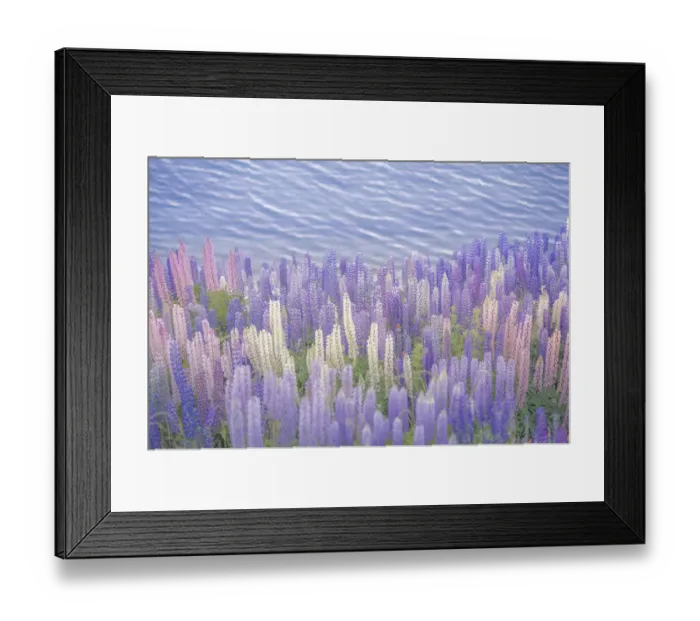 Framed Print : Colourful Lupines near the water Framed Print : Colourful Lupines near the water