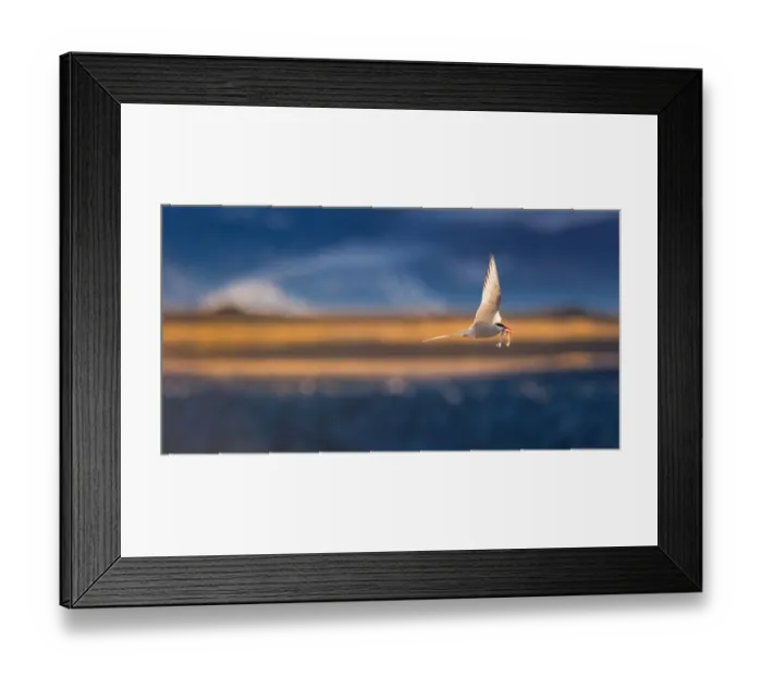 Framed Print : Arctic Tern in flight with prey Framed Print : Arctic Tern in flight with prey