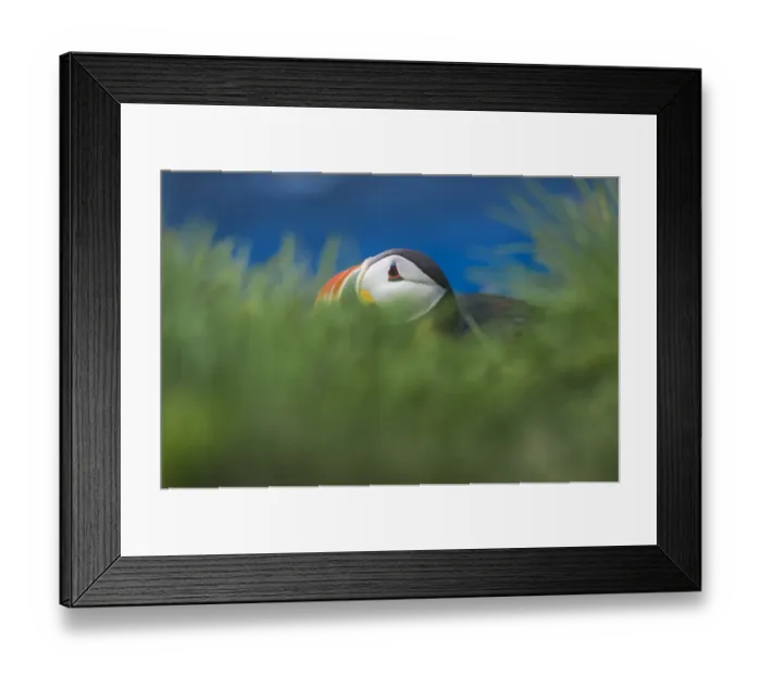 Framed Print : A puffin hiding in grass bush Framed Print : A puffin hiding in grass bush