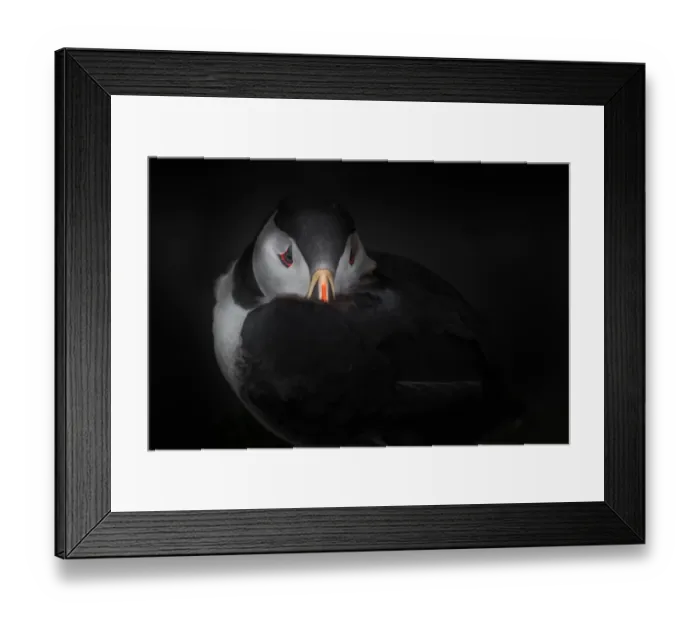 Framed Print : Puffin with dark background Framed Print : Puffin with dark background