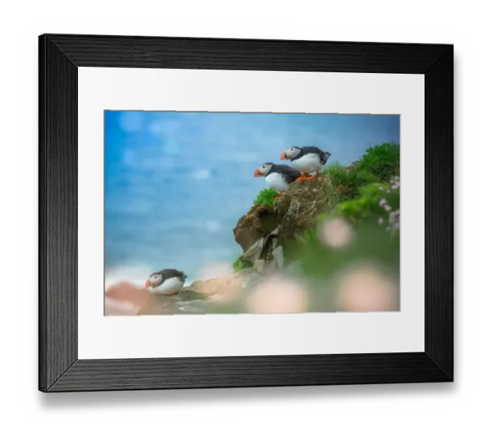Framed Print : Group of Puffins on a cliff