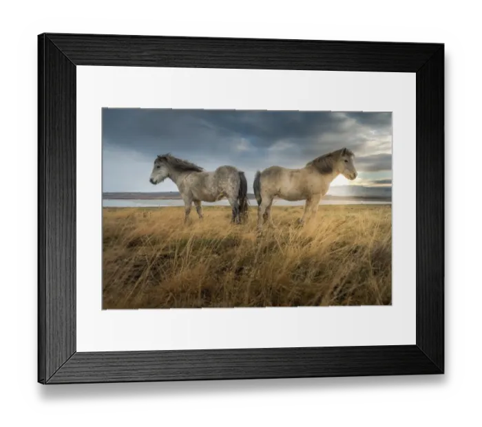 Framed Print : 2 icelandic horse standing on a grass land Framed Print : 2 icelandic horse standing on a grass land