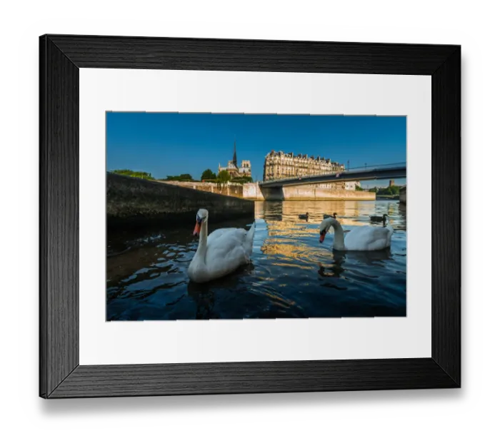 Framed Print : Swans swimming with Notredame background