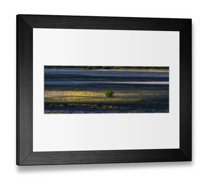 Framed Print : A tree standing on a lupine field Framed Print : A tree standing on a lupine field