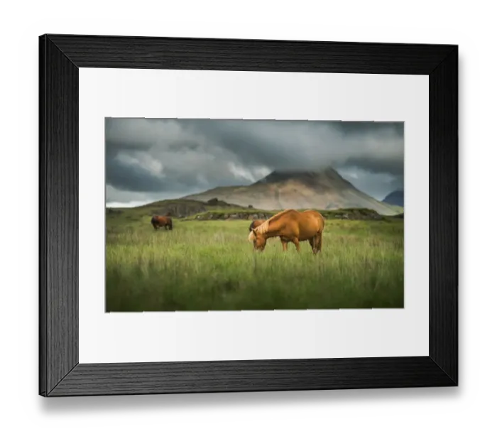 Framed Print : Icelandic horses on a grass land Framed Print : Icelandic horses on a grass land