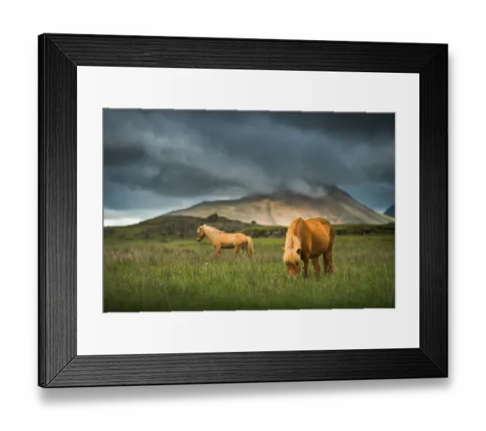 Framed Print : Brown icelandic horses on a field Framed Print : Brown icelandic horses on a field