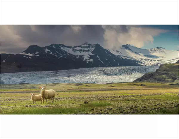Sheep family at the glacier