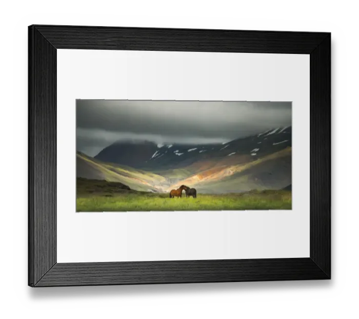 Framed Print : Icelandic horses in the field Framed Print : Icelandic horses in the field