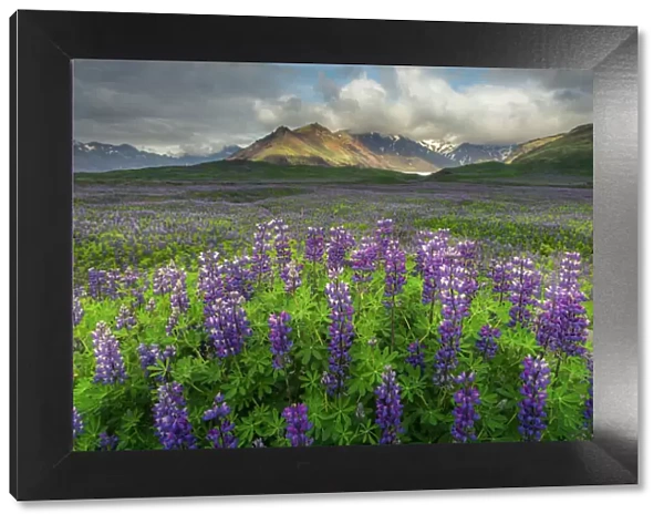 Lupine field in Iceland