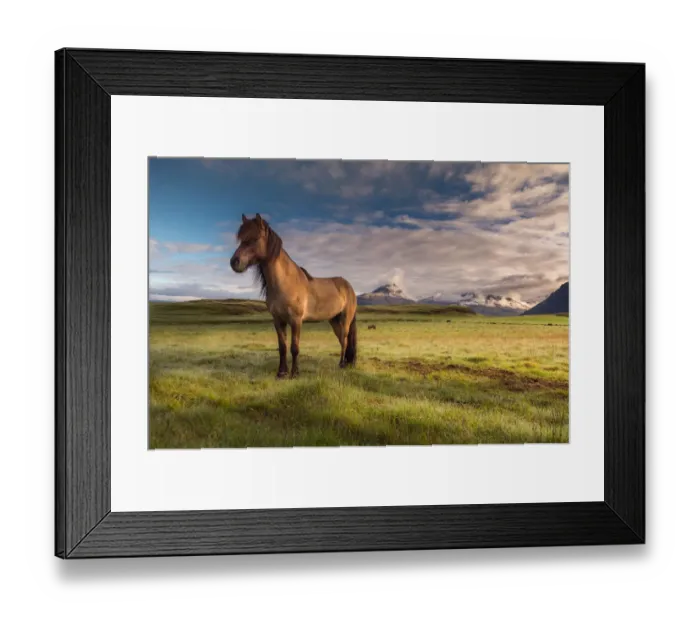 Framed Print : Icelandic horses with mountain background Framed Print : Icelandic horses with mountain background