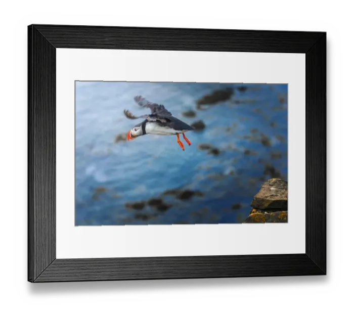 Framed Print : A puffin taking off from the cliff Framed Print : A puffin taking off from the cliff