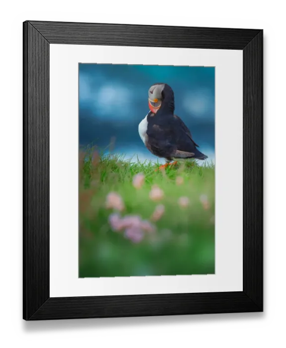 Framed Print : Puffin standing on the cliff Framed Print : Puffin standing on the cliff