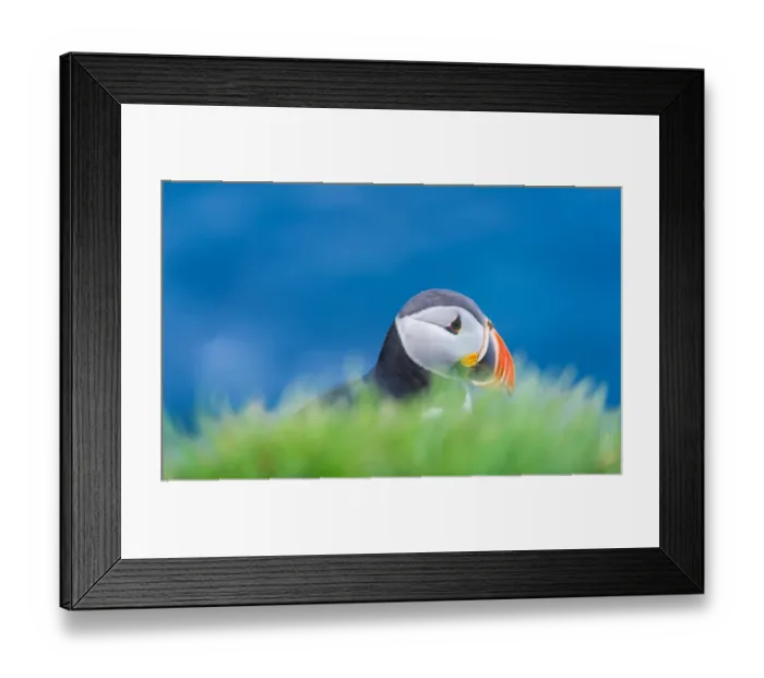 Framed Print : An Atlantic puffin hiding at its nest Framed Print : An Atlantic puffin hiding at its nest