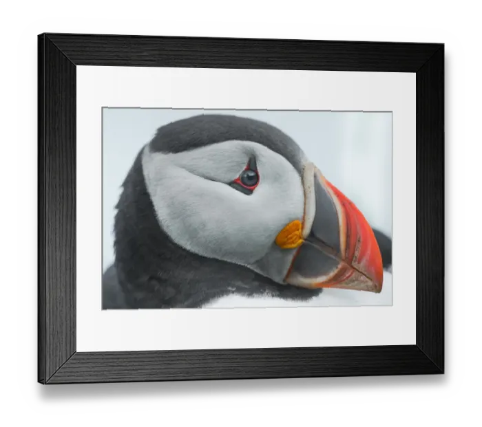 Framed Print : Close up view of a puffin face Framed Print : Close up view of a puffin face