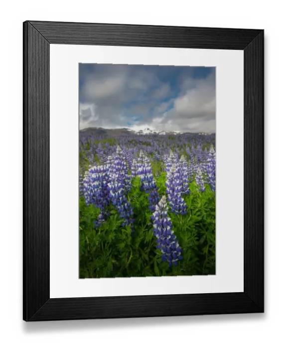 Framed Print : Lupines field in southern Iceland Framed Print : Lupines field in southern Iceland