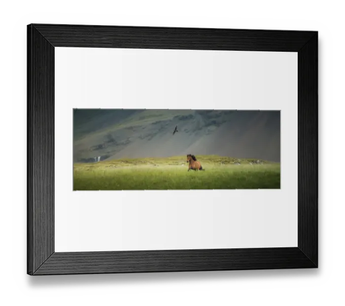 Framed Print : a horse galloping with a hawk on a field Framed Print : a horse galloping with a hawk on a field