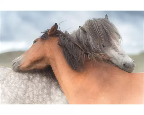 icelandic horses hug each other