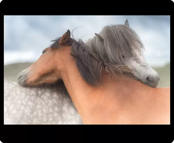 icelandic horses hug each other