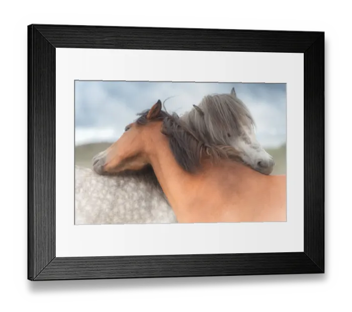 Framed Print : icelandic horses hug each other Framed Print : icelandic horses hug each other