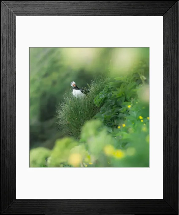 Framed Print : Curious puffin on a greenery background