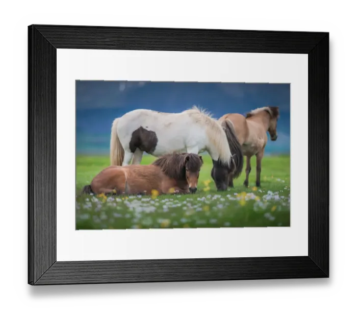 Framed Print : Icelandic horses in a meadow field Framed Print : Icelandic horses in a meadow field
