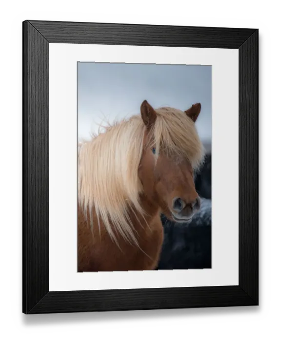 Framed Print : Beautiful icelandic horse Framed Print : Beautiful icelandic horse