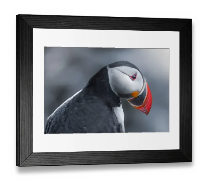 Framed Print : Pufffin portrait Framed Print : Pufffin portrait