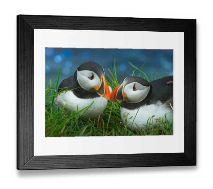 Framed Print : Sweet Puffin couple Framed Print : Sweet Puffin couple