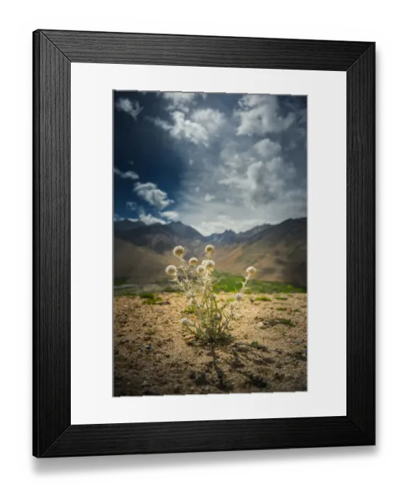 Framed Print : Weed on Tibetan plateau Framed Print : Weed on Tibetan plateau