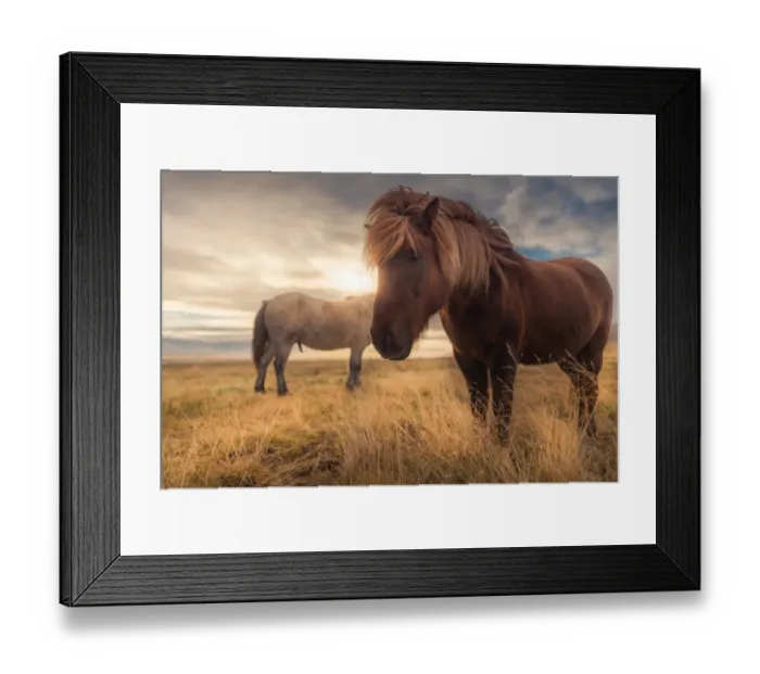 Framed Print : Icelandic horses in the field Framed Print : Icelandic horses in the field
