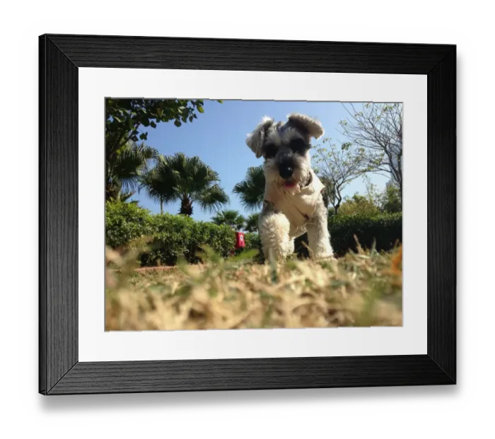 Framed Print : Cats vs. Dogs