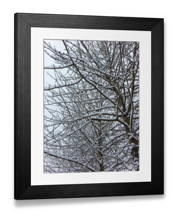 Framed Print : Cold Snap. cold snow trees Framed Print : Cold Snap. cold snow trees