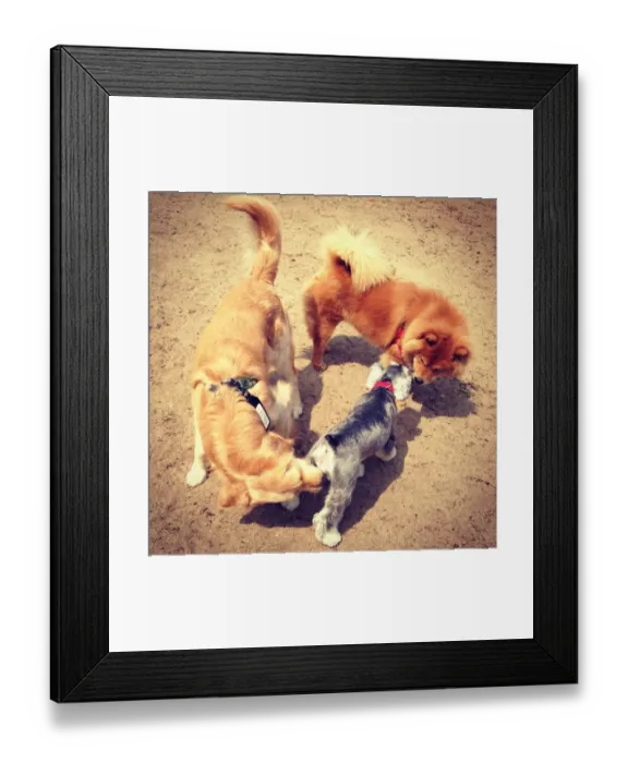 Framed Print : Walking the Dog Framed Print : Walking the Dog