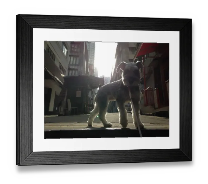 Framed Print : Walking the Dog Framed Print : Walking the Dog