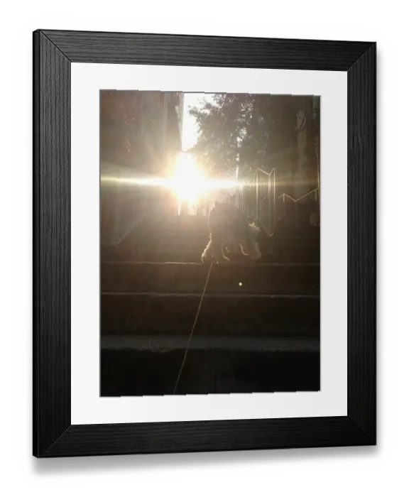 Framed Print : Walking the Dog Framed Print : Walking the Dog