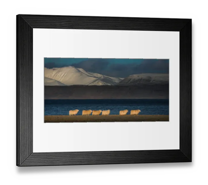 Framed Print : Icelandic sheep herd on a grassland Framed Print : Icelandic sheep herd on a grassland