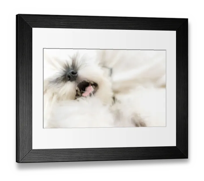 Framed Print : Happy Miniature Schnauzer lying on a bed Framed Print : Happy Miniature Schnauzer lying on a bed