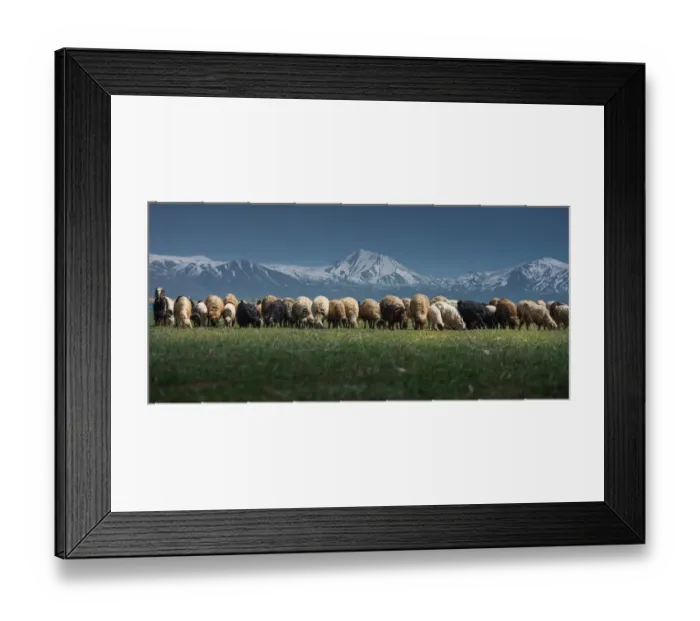 Framed Print : Sheep Herd on a green grass landscpae Framed Print : Sheep Herd on a green grass landscpae