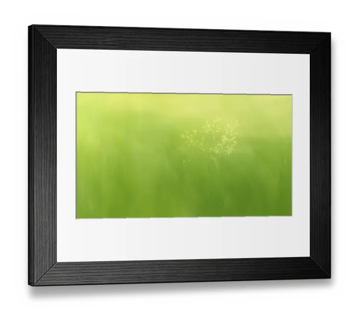 Framed Print : a flower with very soft green meadow background Framed Print : a flower with very soft green meadow background