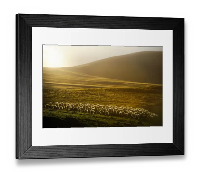 Framed Print : sheep herd on meadows in evening light Framed Print : sheep herd on meadows in evening light