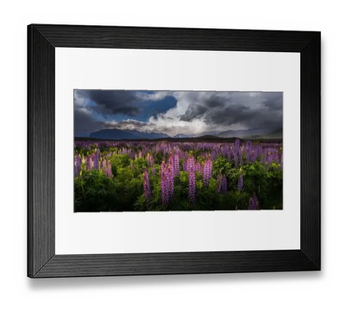 Framed Print : Lupine field in New Zealand Framed Print : Lupine field in New Zealand
