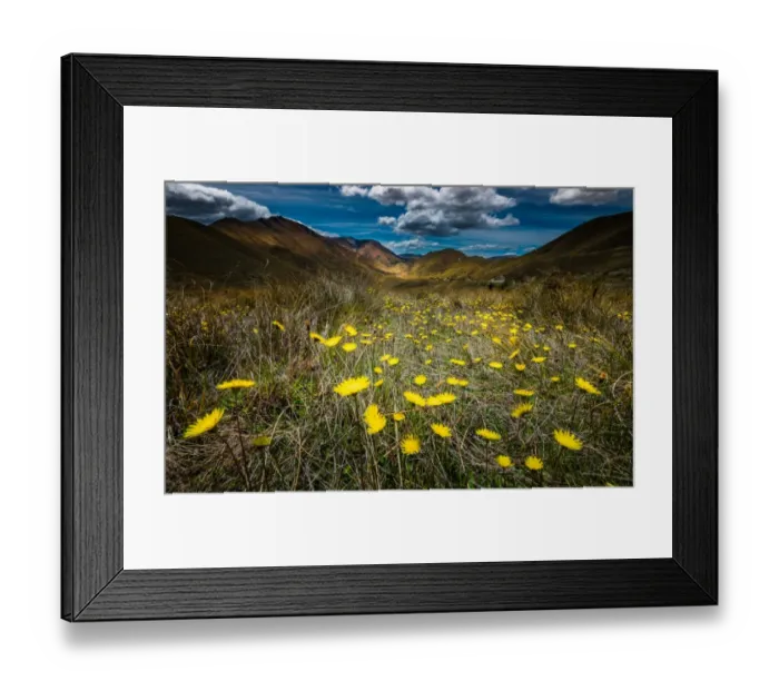 Framed Print : Yellow flower field over Lindiss pass Framed Print : Yellow flower field over Lindiss pass