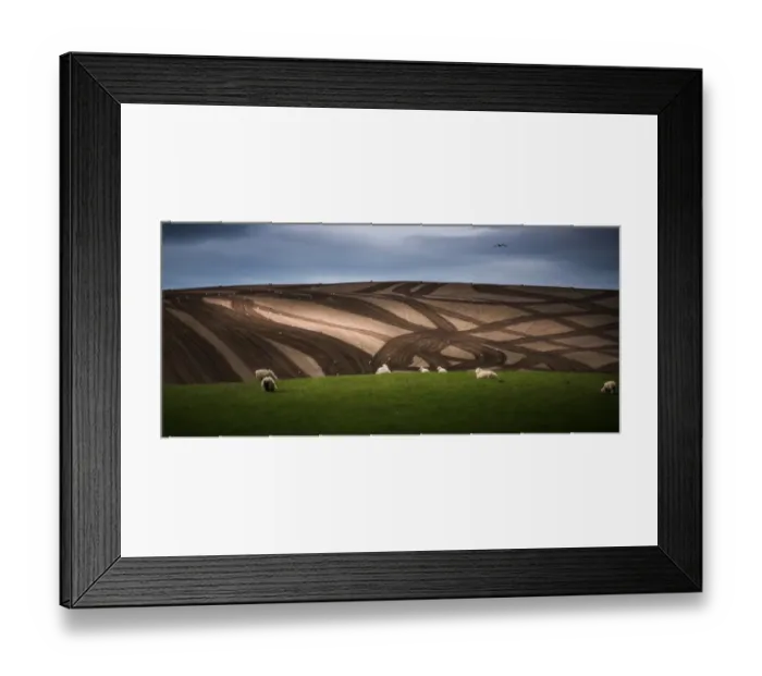 Framed Print : sheep herd on plow field