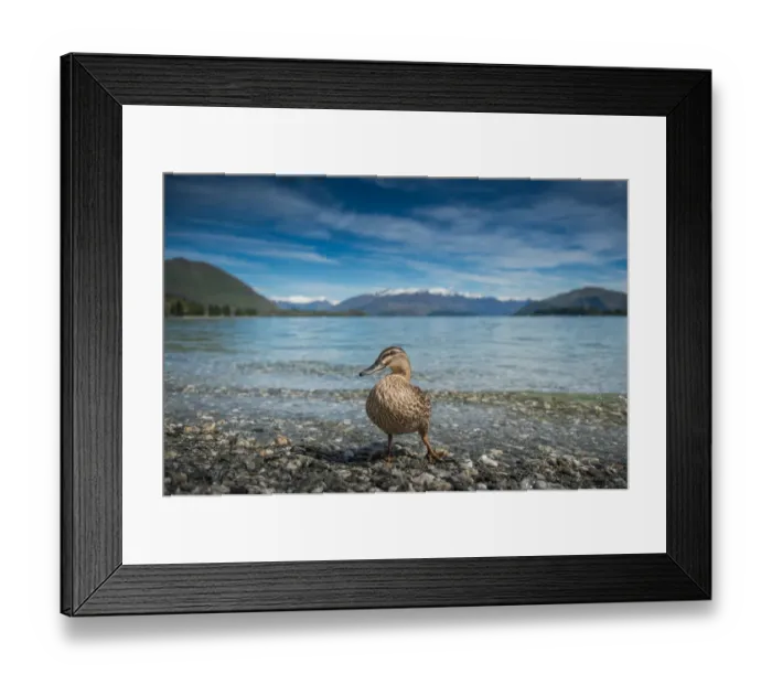 Framed Print : a duck standing at the edge of Wanaka lake Framed Print : a duck standing at the edge of Wanaka lake