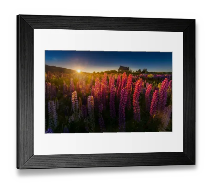 Framed Print : Sunrise view of Lupines field Framed Print : Sunrise view of Lupines field