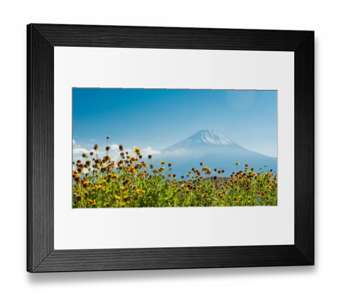 Framed Print : Mt. Fujiyama with nice flowers foreground Framed Print : Mt. Fujiyama with nice flowers foreground