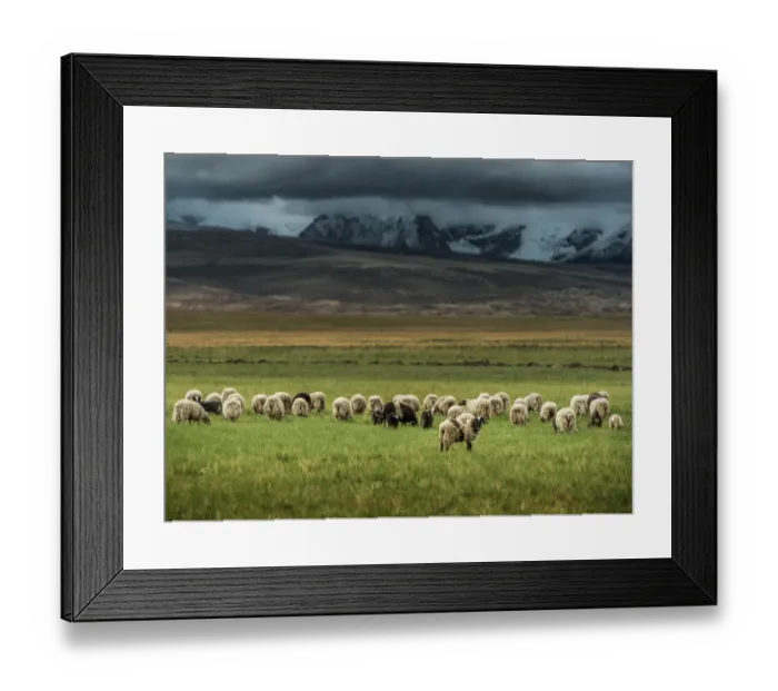 Framed Print : Sheep herd in Tibet grass field Framed Print : Sheep herd in Tibet grass field