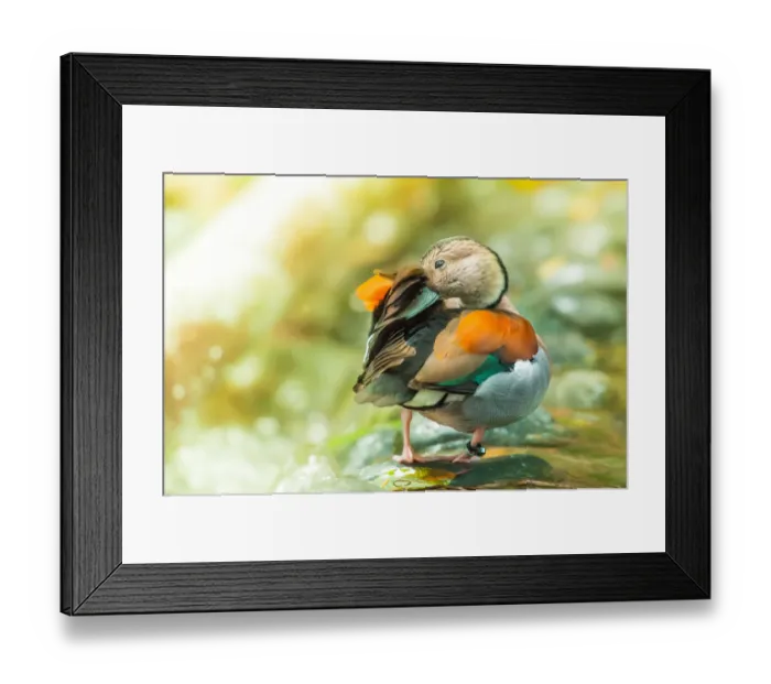 Framed Print : Male Mandarina duck stands on tree root Framed Print : Male Mandarina duck stands on tree root