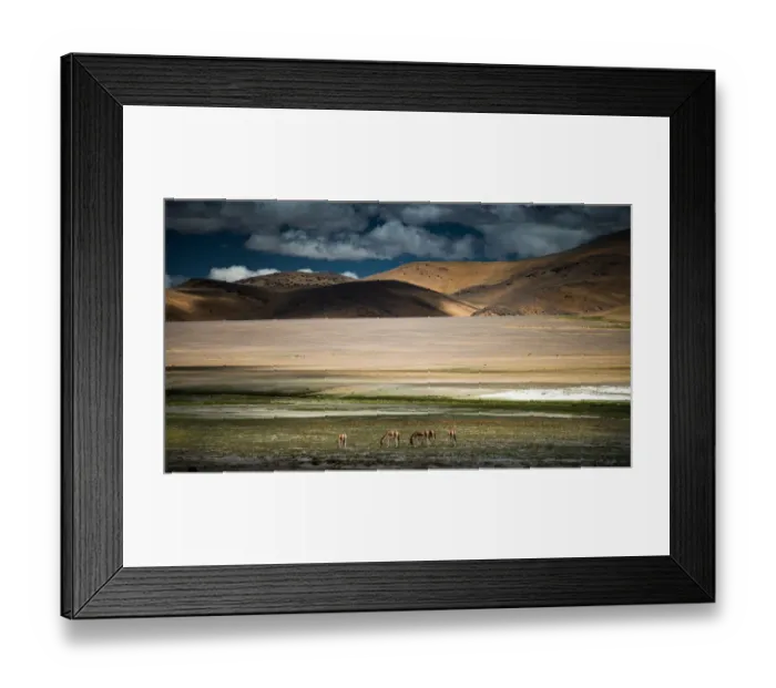Framed Print : Donkey herds on grass field Framed Print : Donkey herds on grass field